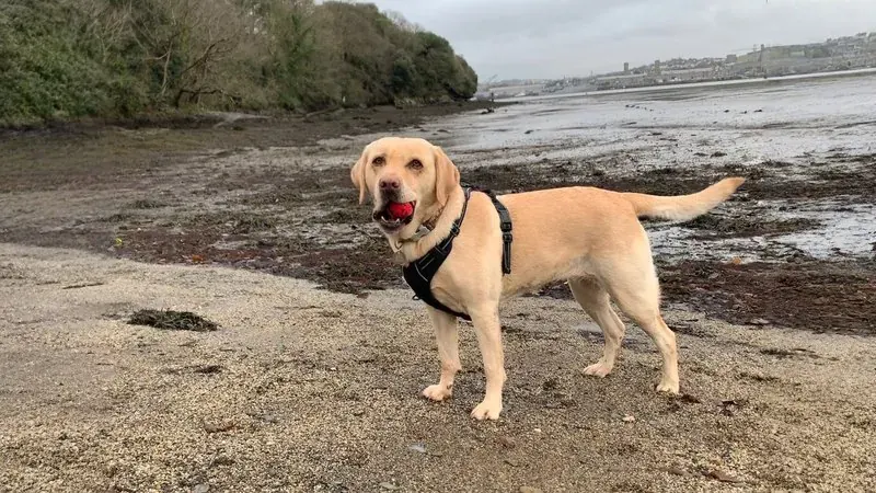 La misma foto del labrador, ahora más ancha, con más playa y más mar alrededor