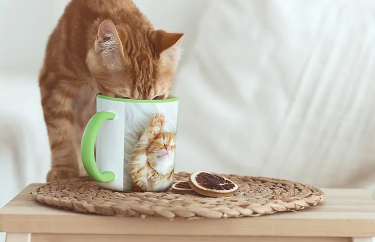 Gato bebiendo de taza de foto a color personalizada con foto de gato